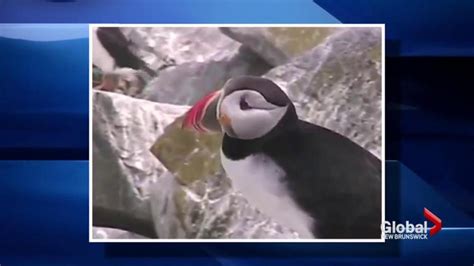 Study sheds light on little-known migration habits of iconic Atlantic puffin | Globalnews.ca