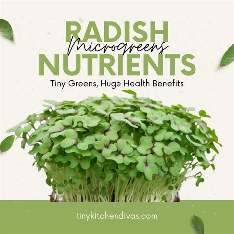 Radish Microgreens Nutrition: Tiny Greens, Huge Health Benefits in 2022 | Health benefits of ...