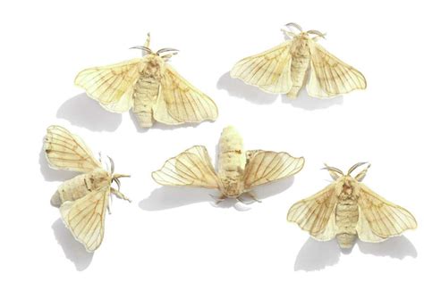 The short life of a silkworm moth