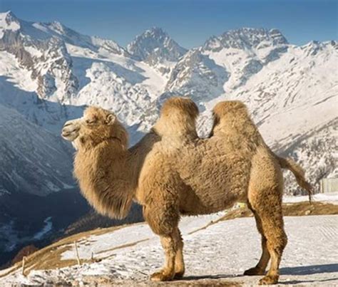 Solve Bactrian camel - Mongolia jigsaw puzzle online with 56 pieces