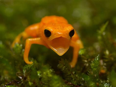 Pumpkin toadlet: habitat and characteristics