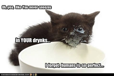 I Can Has Cheezburger? - milk - Page 6 - Funny Animals Online - Cheezburger