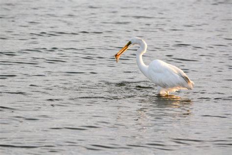 Great White Egret Catches Fish in the Bay at Sunrise Stock Photo - Image of making, capturing ...