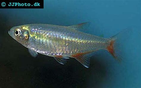 Bloodfin tetra - Aphyocharax anisitsi | Aquatic Community