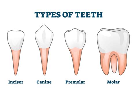 What Are Canine Teeth Called In Humans