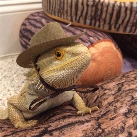 Animals Wearing Cowboy Hats Are Too Adorable To Miss | Bearded dragon ...