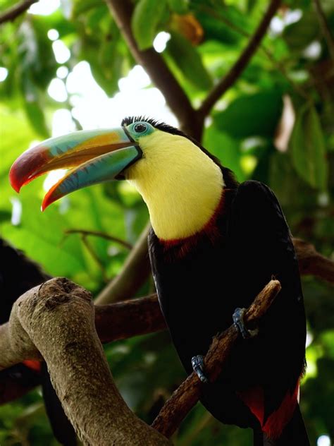 Toucan Bird Tropical - Free photo on Pixabay