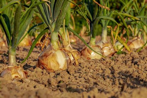 Onion Growing Tips, Tricks, and Secrets | Gardening Tips