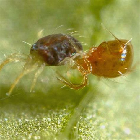 Phytoseiulus persimilis (Mite Predators) | Planet Natural | Spider mites, Planet natural, Pests