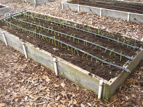 Planting onion starts - Susan's in the Garden