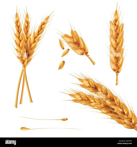 Sheaves of wheat Stock Vector Images - Alamy