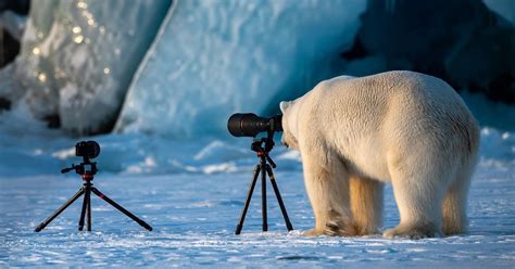 Polar Bear photographer