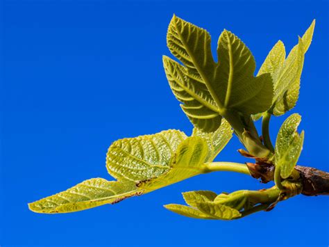 branch, cyprus, fig tree, leaf, mediterranean, nature, plant 4k wallpaper - Coolwallpapers.me!