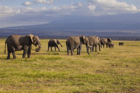 Elephants in Amboseli National Park Stock Image - Image of view, mount ...