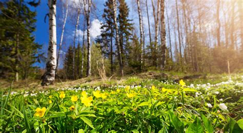 Forest land prices in Estonia. Where are the most valuable forests situated