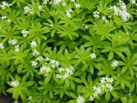 Sweet Woodruff Seeds Asperula Odorata or Galium Odoratum Our | Etsy