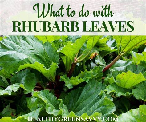 Are Rhubarb Leaves Poisonous? (+ 6 Uses for Rhubarb Leaves)