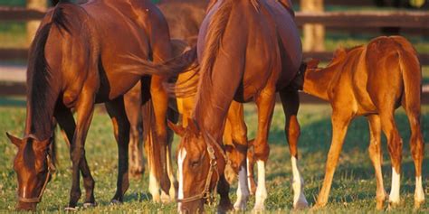 What you need to know about horse breeding