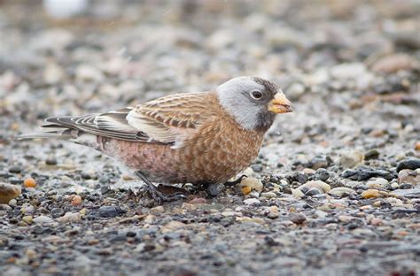 Gray-crowned Rosy-Finch, Walker, ID 2012 | Darren Clark | Flickr