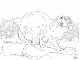 Printable Coloring Page River Otter sketch template