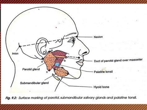 Submandibular Gland Anatomy