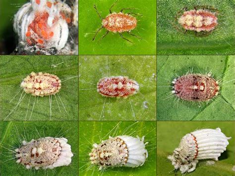 How to Identify and Control Scale Insects | Gardener’s Path