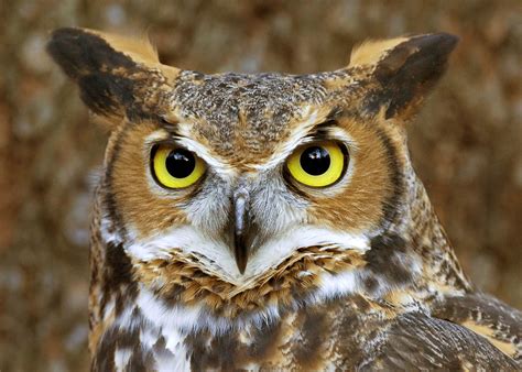 Image - Great horned owl face 2 copy.jpg - Guardians of Ga'Hoole Wiki