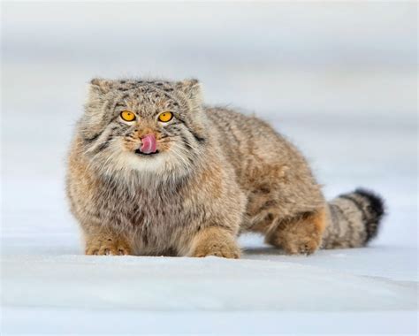 Photos of Adorable Manul, The Pallas's Cat in Mongolia