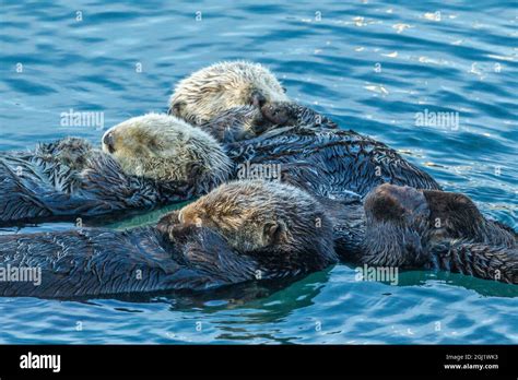 Sleeping otters hi-res stock photography and images - Alamy