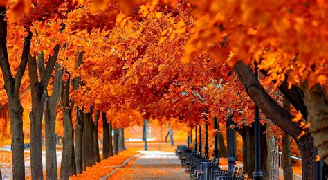 Orange trees, leaves, autumn, orange, nature, landscape, scene, leaf ...