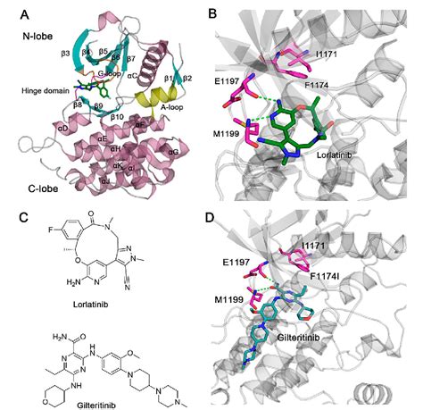 Figure 1 from Deciphering the Mechanism of Gilteritinib Overcoming ...