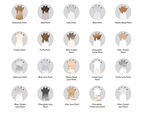 20 Himalayan Cat Colors & Coat Patterns (With Pictures) - Catster