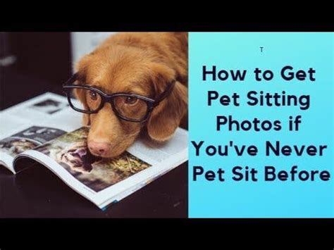 Rover Dog Sitting Tips: How to get pet sitting photos for your Rover ...