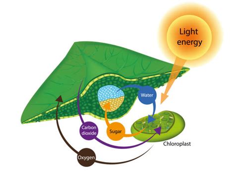 Photosynthesis Algae stock vectors - iStock