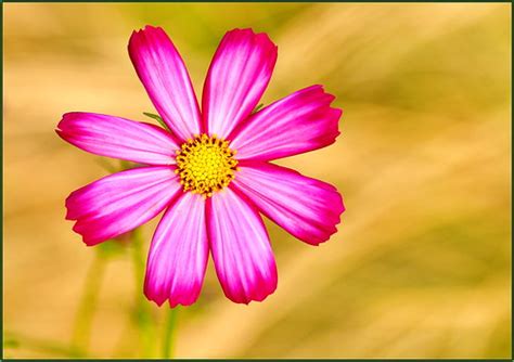 112° on Sunday, Cosmos Are Tough! | Handling the record temp… | Flickr
