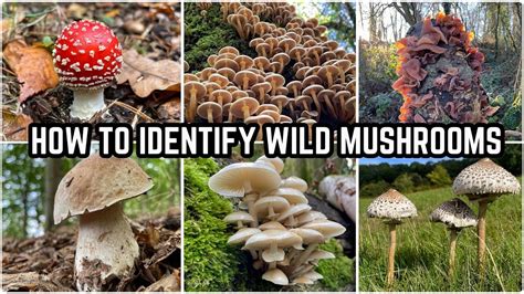 Different Types of Edible Mushrooms: A Guide to Culinary Varieties