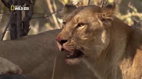 Wild animals documentary /part 3 - YouTube