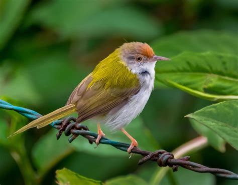 Tailorbird | Tailorbird Sewing, Nest Building & Mimicry | Britannica