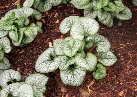 Brunnera Jack Frost - Tree Top Nursery & Landscape Inc.