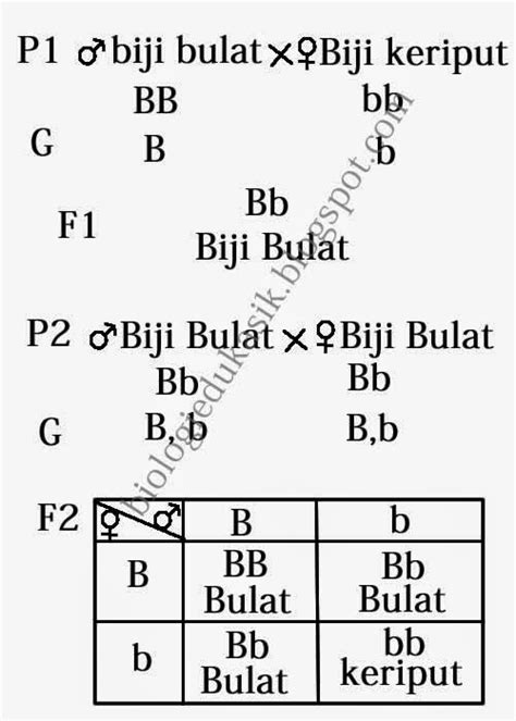 Cara Menyilangkan Persilangan Monohibrid - Biologi Edukasi: Belajar ...