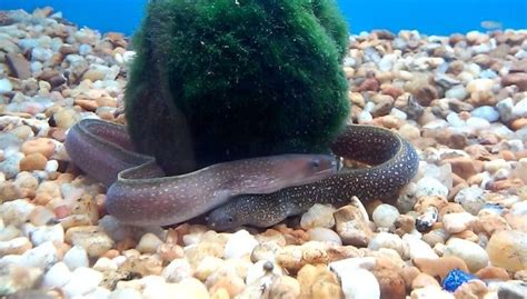 Freshwater Eel Fish For Sale - Beun Aquarium Fish