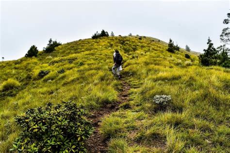 Meesapulimala Trek & Forest Camping | Nature Walkers at Meesapulimala in Bangalore - HighApe