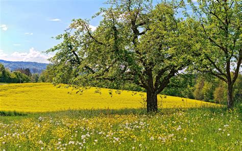 Spring Meadow Wallpapers - Wallpaper Cave