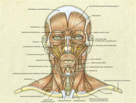 Facial Muscles and Expressions - Classic Human Anatomy in Motion: The Artist's Guide to the ...