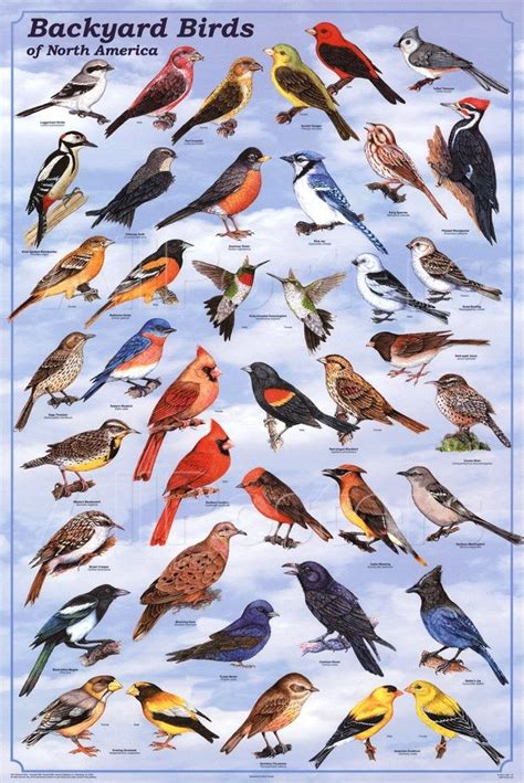 'Laminated Backyard Birds Educational Science Chart Poster' Posters | AllPosters.com | Backyard ...