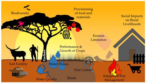 Sustainability | Free Full-Text | Agroforestry: An Appropriate and ...