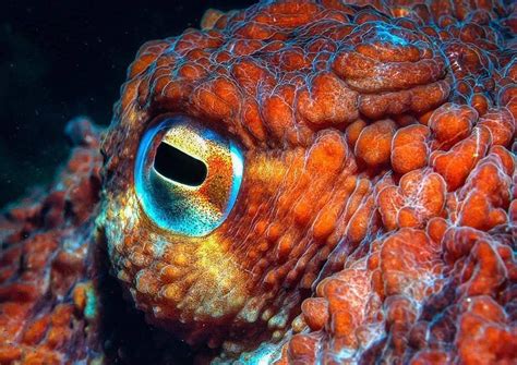 Underwater World 🌊 on Instagram: “⛔️ 8 Octopus Eye Facts ⛔️ What color ...