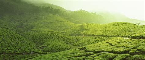 Munnar Tea Industry: History, Estates & Museums