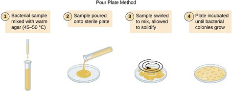 A diagram of the pour plate method. Step 1 – the bacterial sample is ...