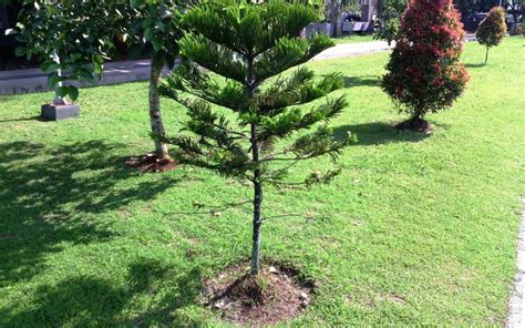 Dwarf Purple Trees For Arizona Landscaping — Randolph Indoor and Outdoor Design